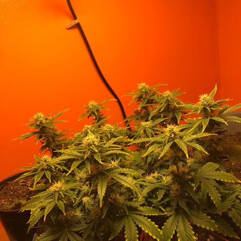 Orange bubblegum #2 growlog timeline photo