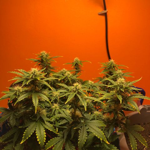Orange bubblegum #2 growlog timeline photo