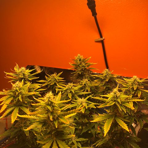 Orange bubblegum #2 growlog timeline photo