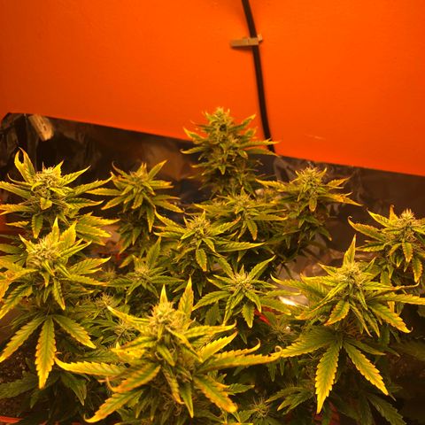 Orange bubblegum #2 growlog timeline photo