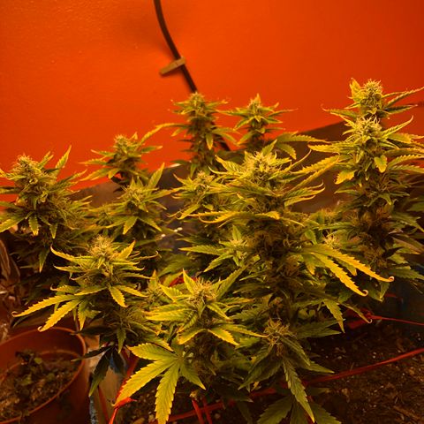 Orange bubblegum #2 growlog timeline photo