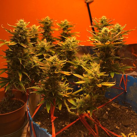 Orange bubblegum #2 growlog timeline photo