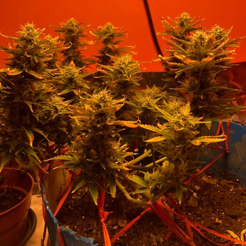Orange bubblegum #2 growlog timeline photo