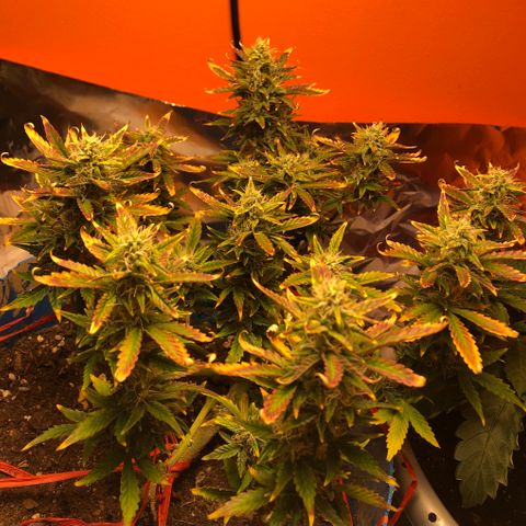 Orange bubblegum #2 growlog timeline photo