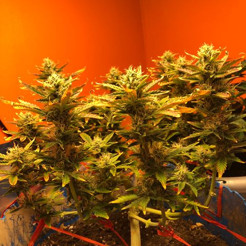 Orange bubblegum #2 growlog timeline photo