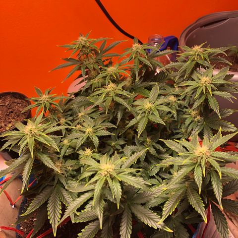 Orange bubblegum #2 growlog timeline photo