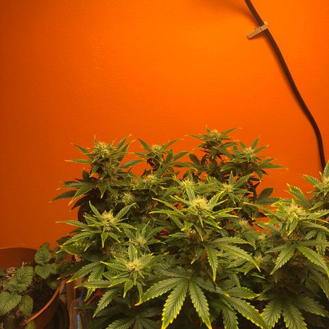 Orange bubblegum #2 growlog timeline photo