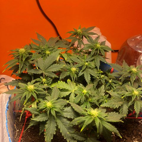 Orange bubblegum #2 growlog timeline photo