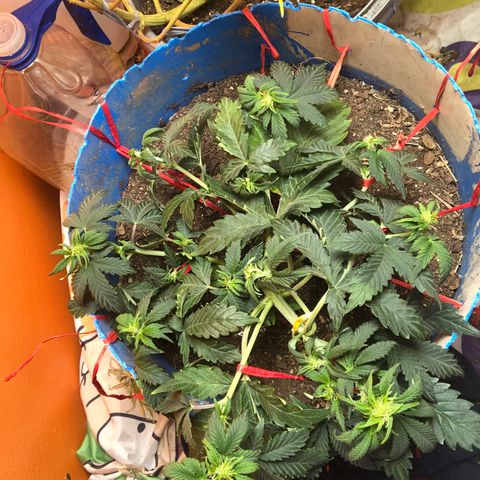 Orange bubblegum #2 growlog timeline photo