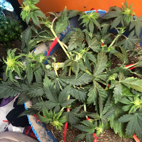 Orange bubblegum #2 growlog timeline photo