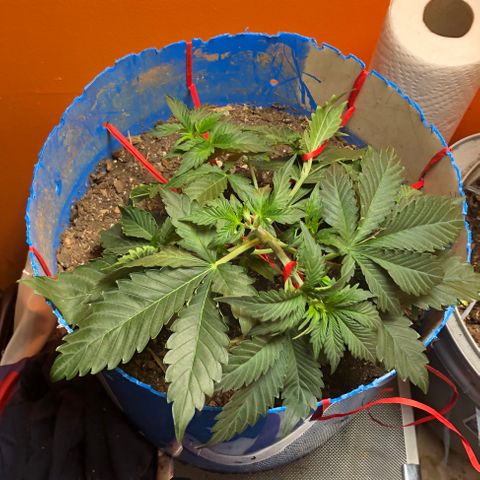 Orange bubblegum #2 growlog timeline photo
