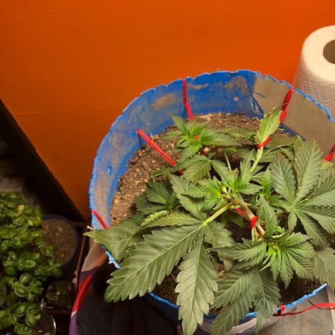Orange bubblegum #2 growlog timeline photo