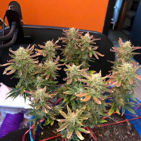 Orange bubblegum #2 growlog timeline photo