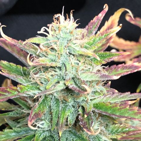 Orange bubblegum #2 growlog timeline photo