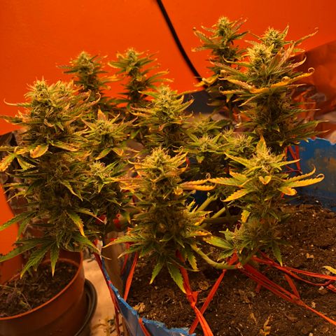 Orange bubblegum #2 growlog timeline photo