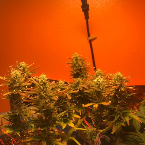 Orange bubblegum #2 growlog timeline photo