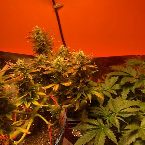 Orange bubblegum #2 growlog timeline photo