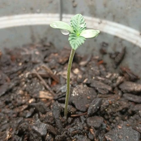 Pineapple express  growlog timeline photo