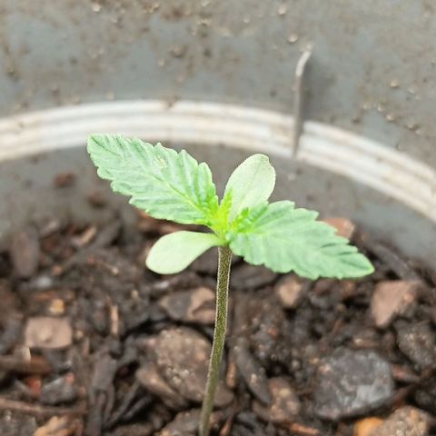 Pineapple express  growlog photo: Moist-7.5
Nutrient - 5.3
Ph-6.2
81.8°F