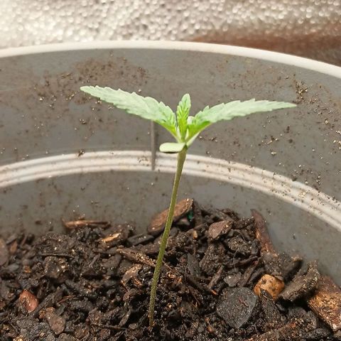 Pineapple express  growlog timeline photo