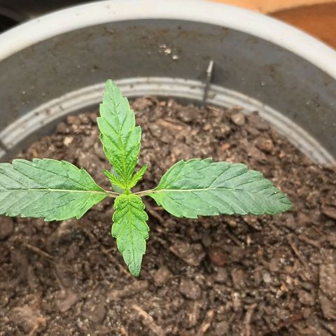 Pineapple express  growlog timeline photo