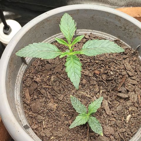 Pineapple express  growlog timeline photo
