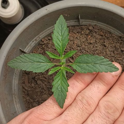 Pineapple express  growlog timeline photo