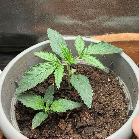 Pineapple express  growlog timeline photo