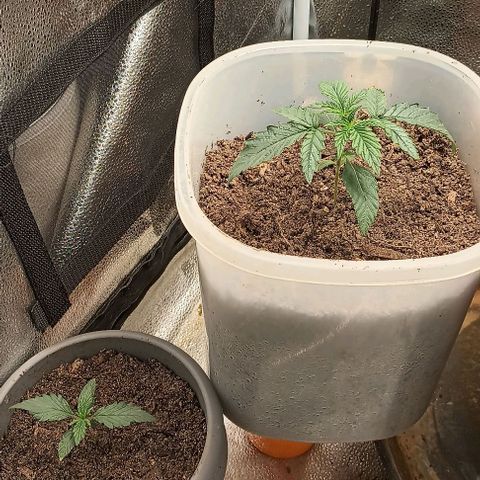 Pineapple express  growlog timeline photo
