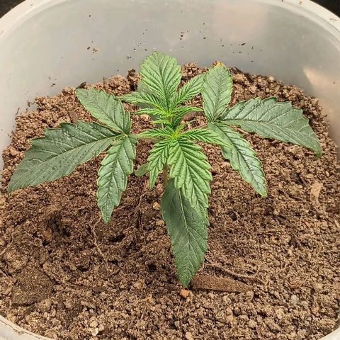 Pineapple express  growlog timeline photo