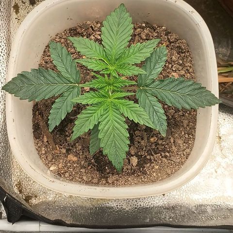 Pineapple express  growlog timeline photo