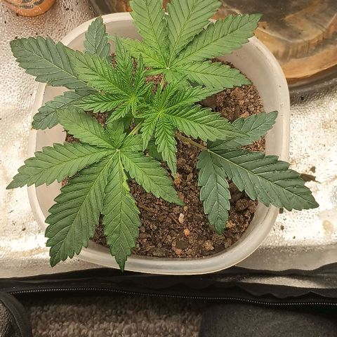 Pineapple express  growlog timeline photo