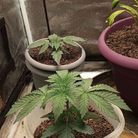 Pineapple express  growlog timeline photo