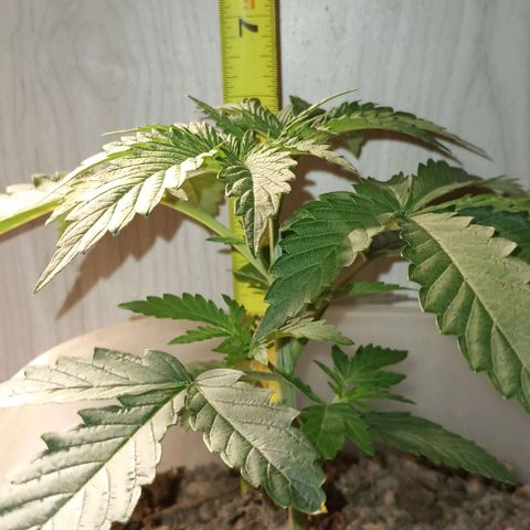 Pineapple express  growlog timeline photo