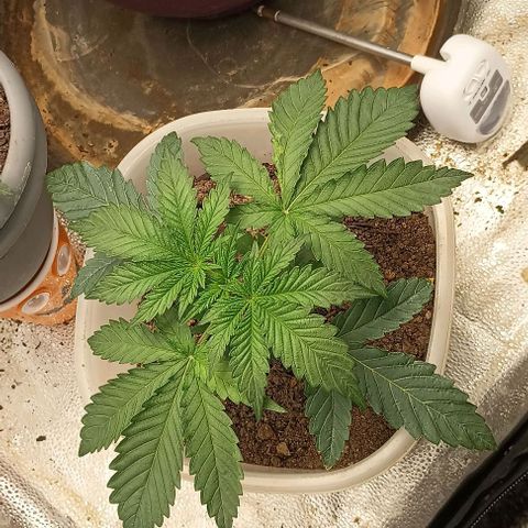 Pineapple express  growlog timeline photo