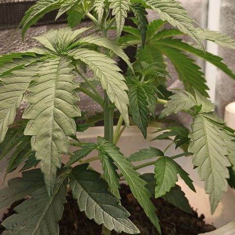 Pineapple express  growlog timeline photo