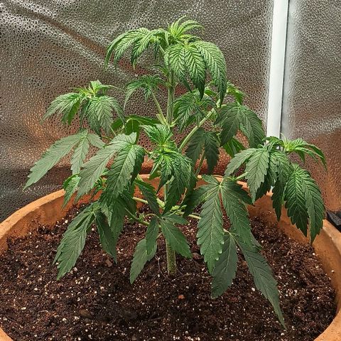 Pineapple express  growlog photo: Moist 8
Nutrient 5
Ph6