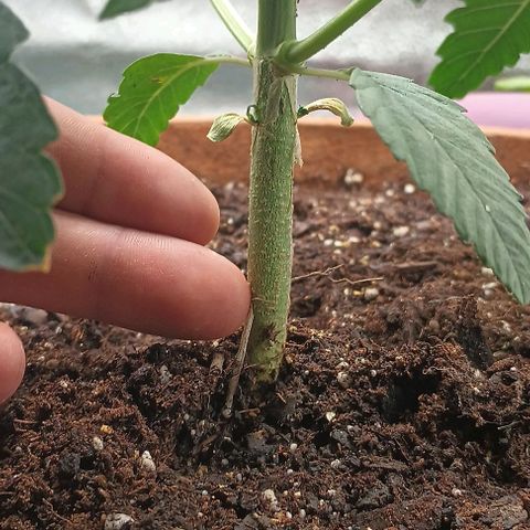 Pineapple express  growlog timeline photo