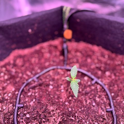Banana Kush Cake Automatic growlog timeline photo