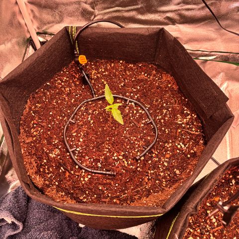 Banana Kush Cake Automatic growlog timeline photo