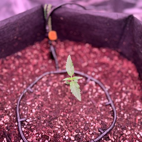 Banana Kush Cake Automatic growlog timeline photo