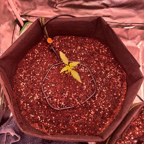 Banana Kush Cake Automatic growlog timeline photo