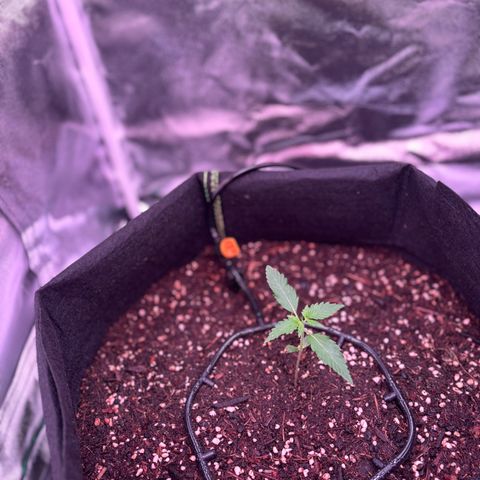 Banana Kush Cake Automatic growlog timeline photo