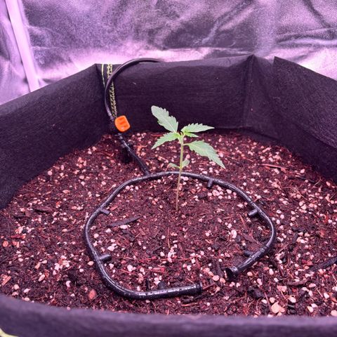 Banana Kush Cake Automatic growlog timeline photo