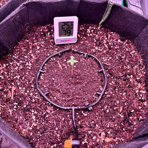 Purple Skunk Automatic growlog timeline photo