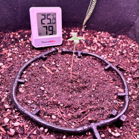 Purple Skunk Automatic growlog timeline photo