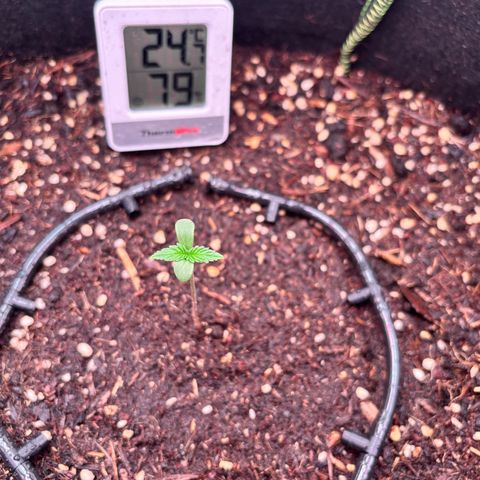 Purple Skunk Automatic growlog timeline photo