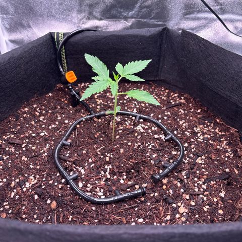 Banana Kush Cake Automatic growlog timeline photo