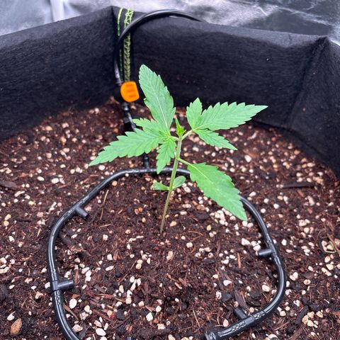 Banana Kush Cake Automatic growlog timeline photo