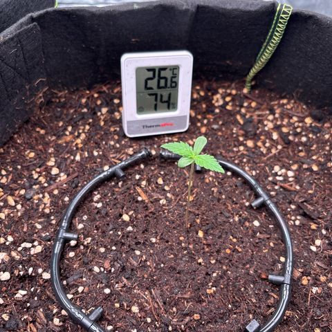 Purple Skunk Automatic growlog timeline photo